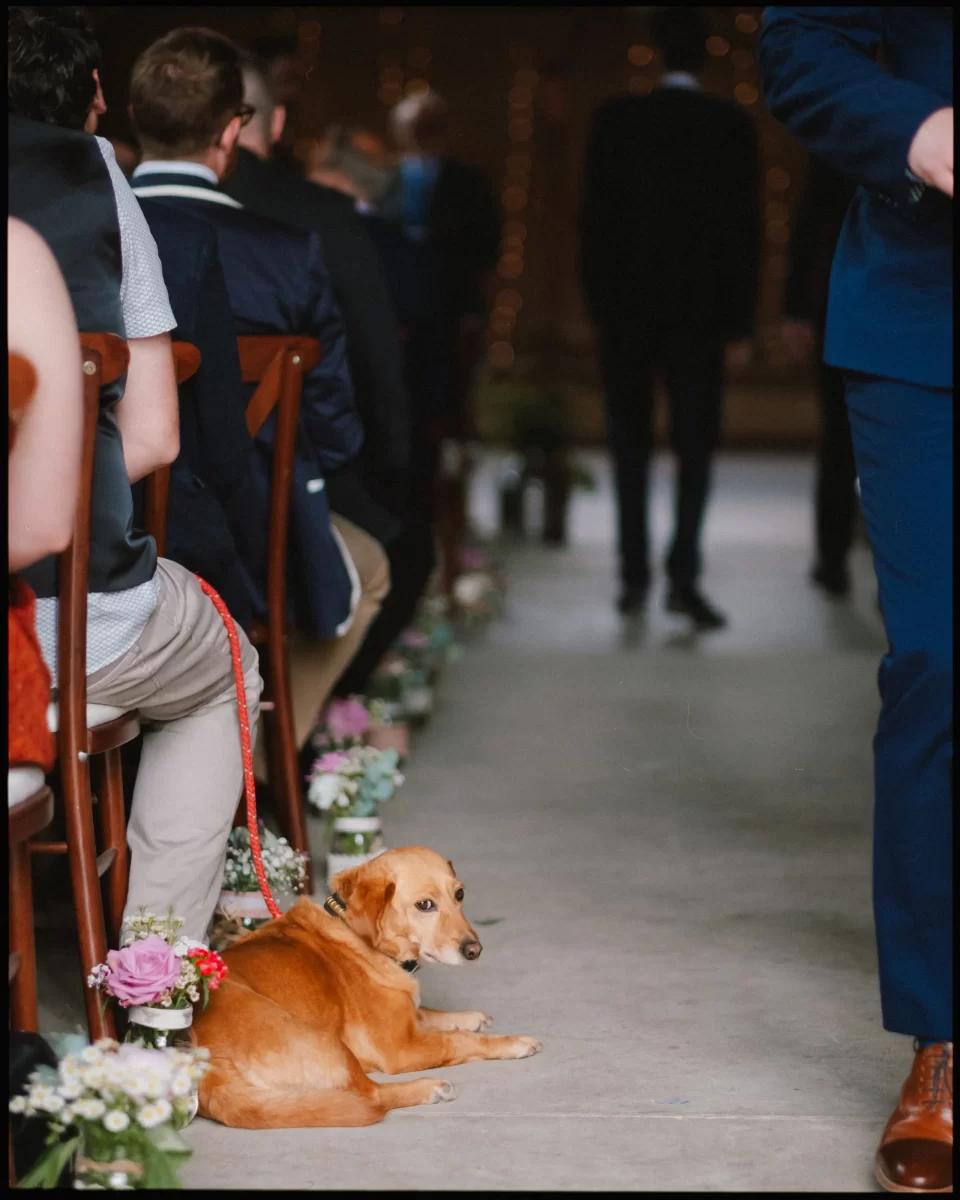 A brown dog lies on the floor between rows of seated guests at a wedding ceremony in the Yoghurt Rooms, with flower arrangements lining the aisle and people dressed formally.