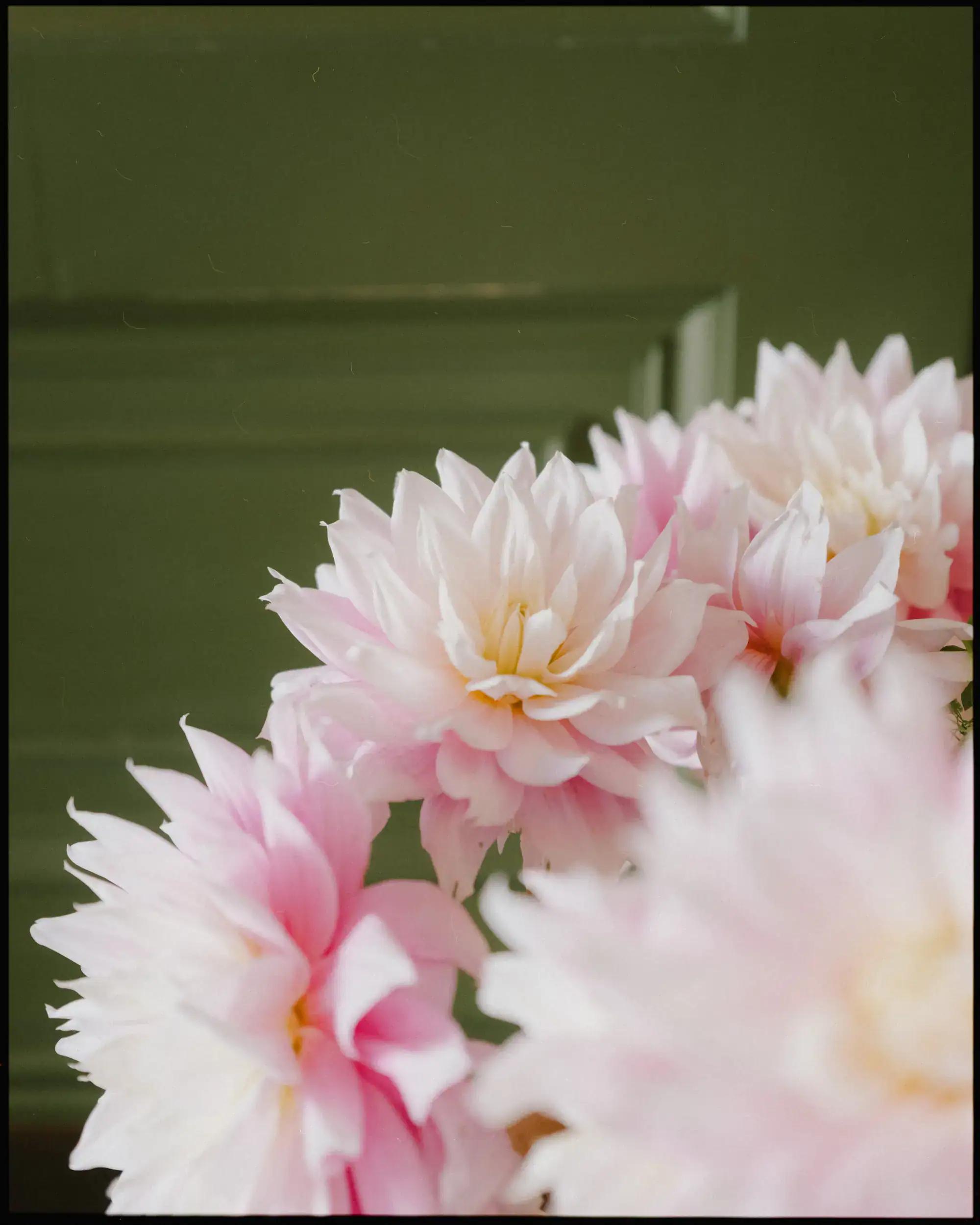 pink flowers creatively shot in front of dark green paneled wall