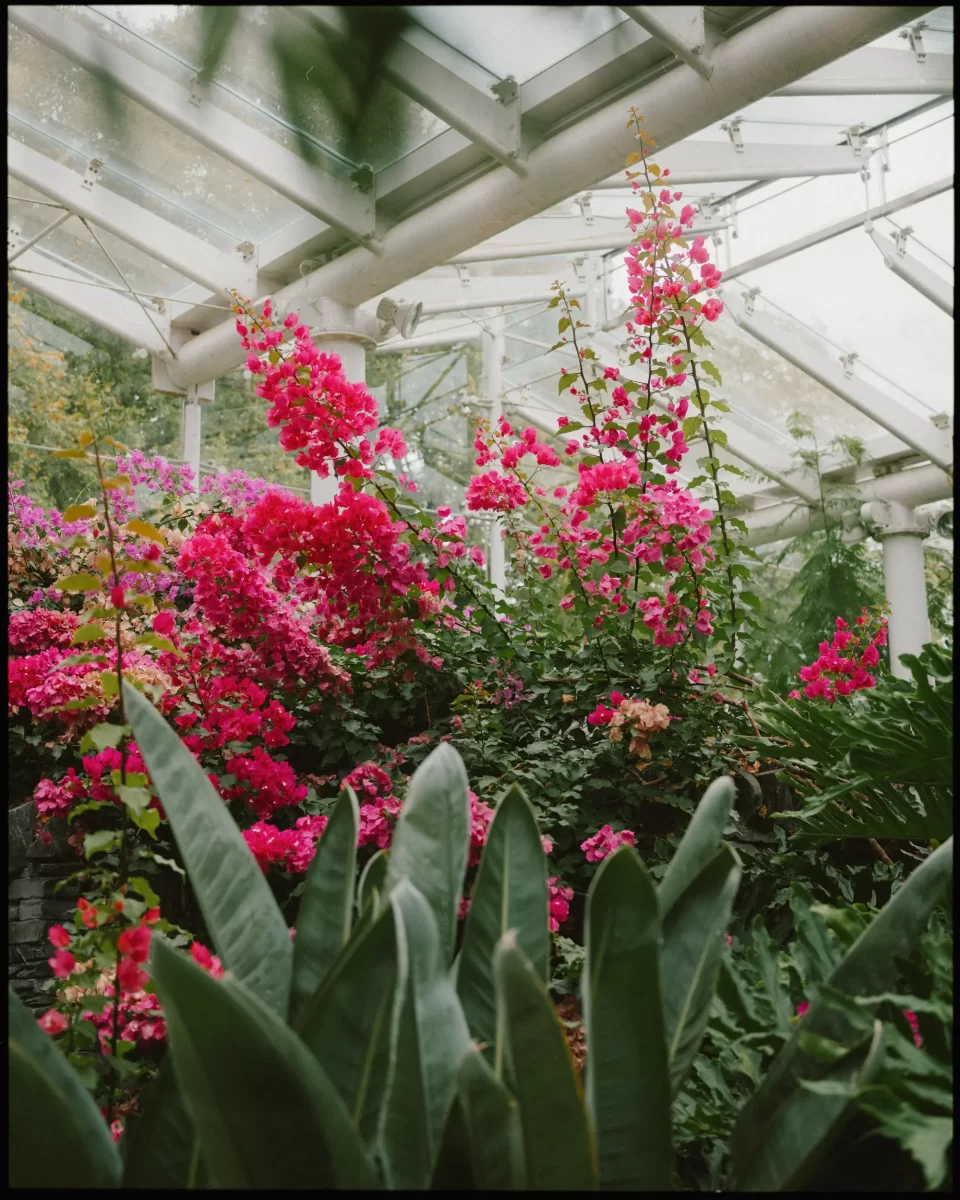 Tall pink and magenta flowers bloom inside a greenhouse with glass panels and white beams, surrounded by lush green foliage in the foreground.