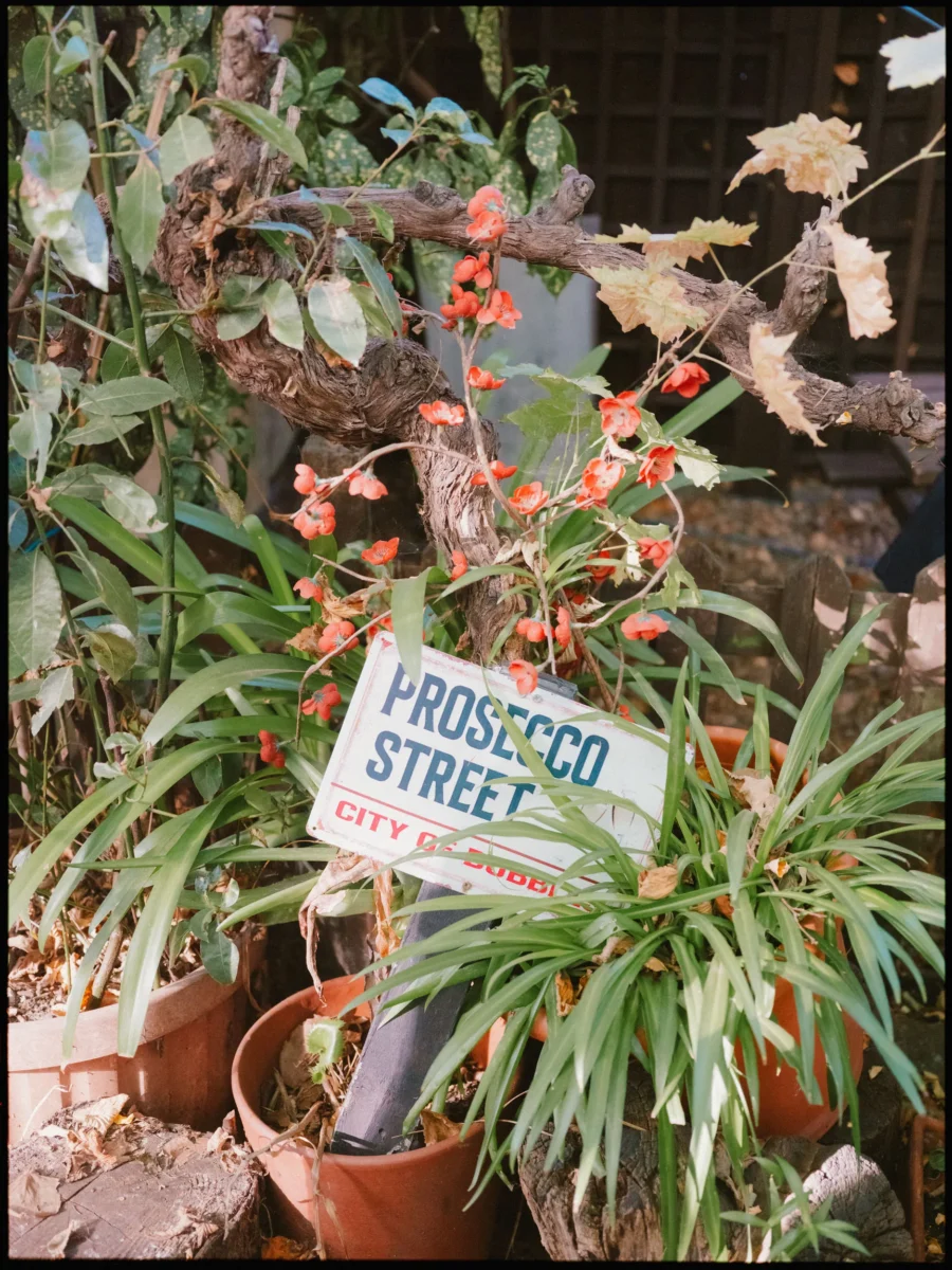 Enamel 'Prosecco Street' sign propped among terracotta pots and orange flowers in the garden at Hackney City Farm