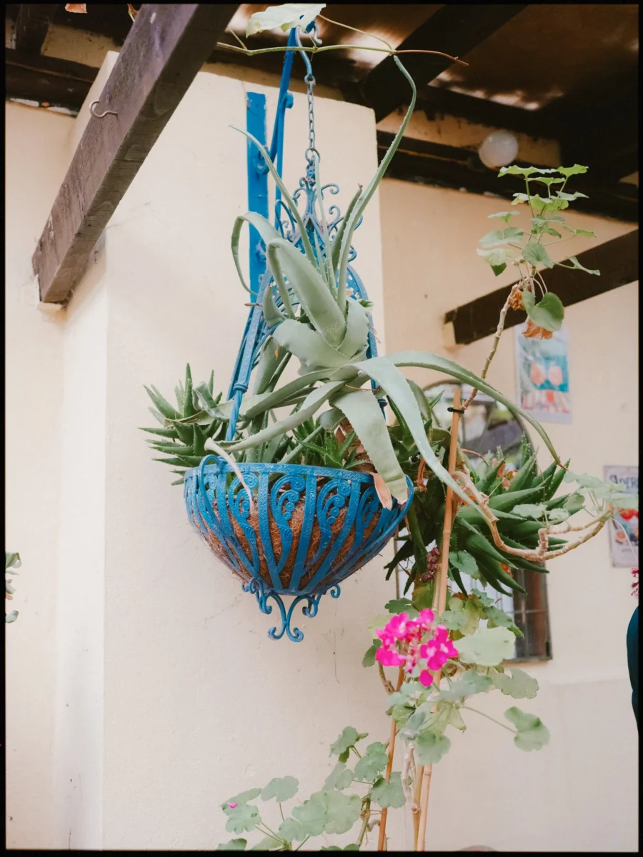 Blue ironwork hanging basket of aloe and succulents with a pink geranium by a cream wall at Hackney City Farm