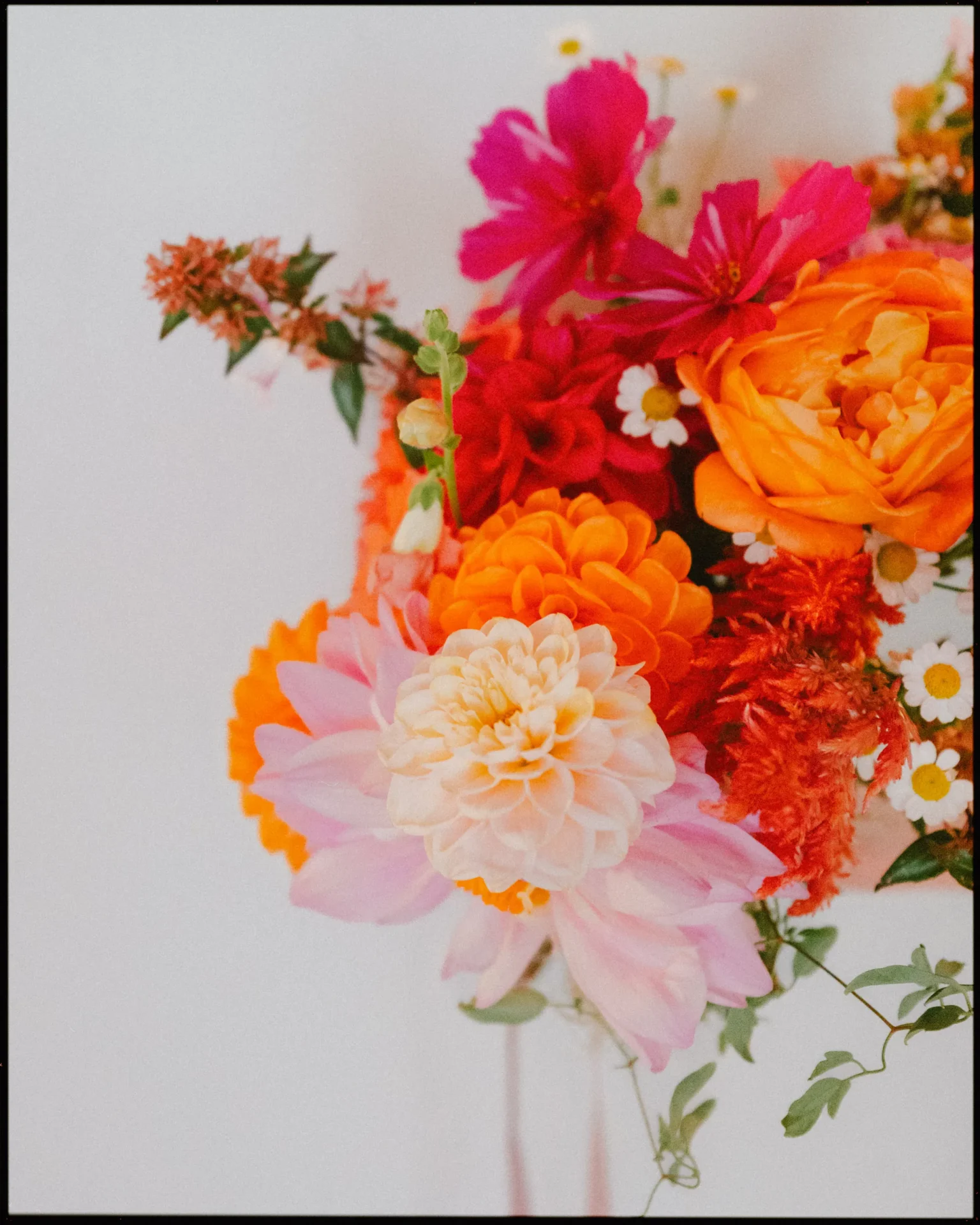 A vibrant bouquet featuring pink, orange, and red flowers with touches of small white daisies and green foliage, set against a plain light background.